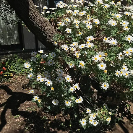 לינה וארוחת בוקר La Paloma Di Charme ויטרבו