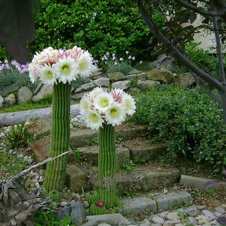 La Paloma Di Charme Bed and Breakfast Βιτέρμπο